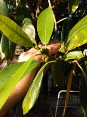 Ficus aurea