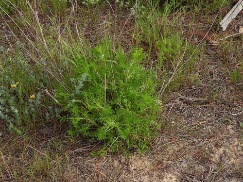 Pycnocomon rutifolium, photograph 6