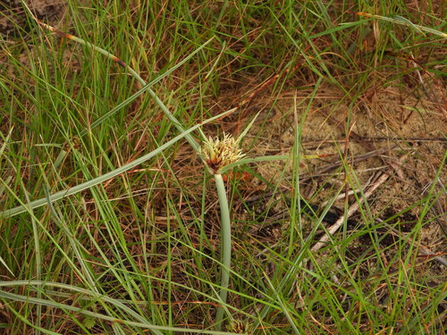 Cyperus capitatus (Cyperus capitatus)