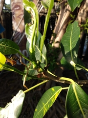 Ficus aurea