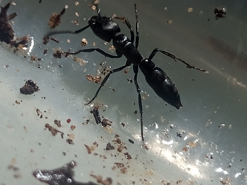 Pachycondyla crassinoda