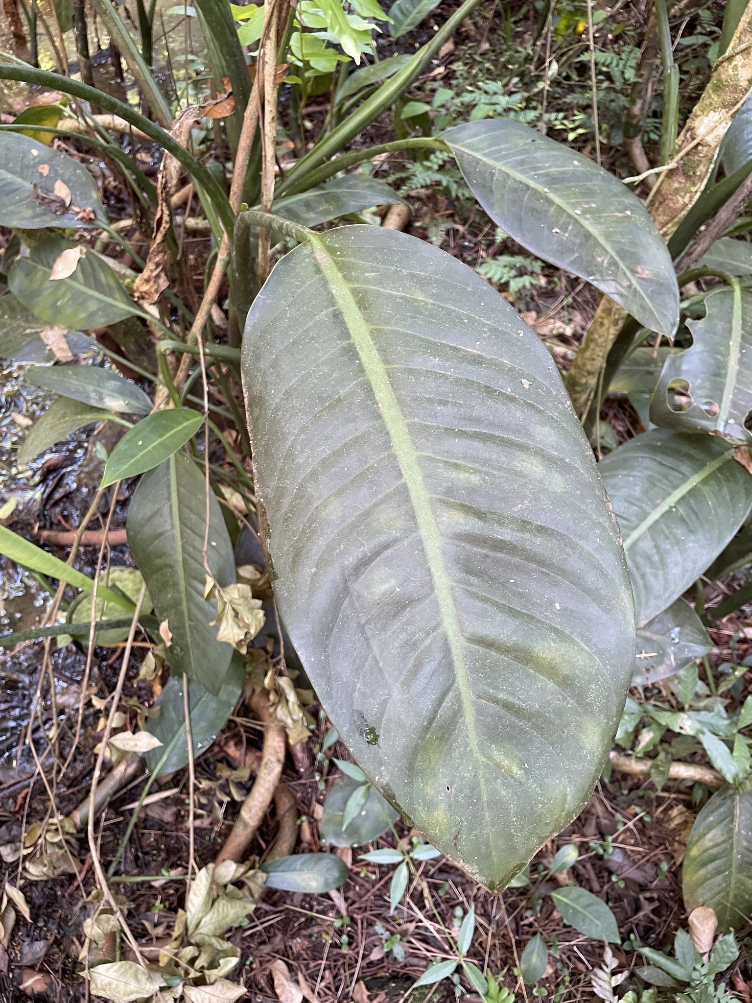 Dieffenbachia aglaonematifolia