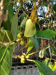 Ficus aurea