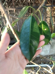 Ficus aurea