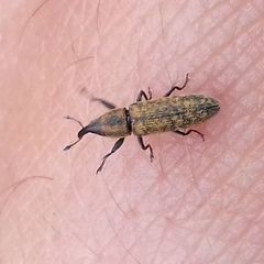 Lixus filiformis