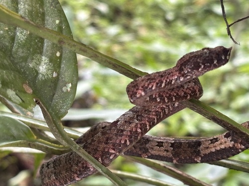Craspedocephalus andalasensis