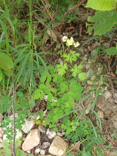 tall meadow-rue (Thalictrum pubescens)