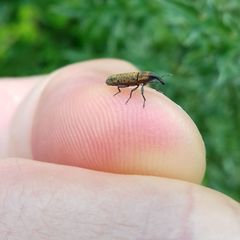 Lixus filiformis