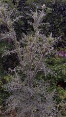 Lixus filiformis