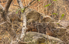 Ptilopachus petrosus