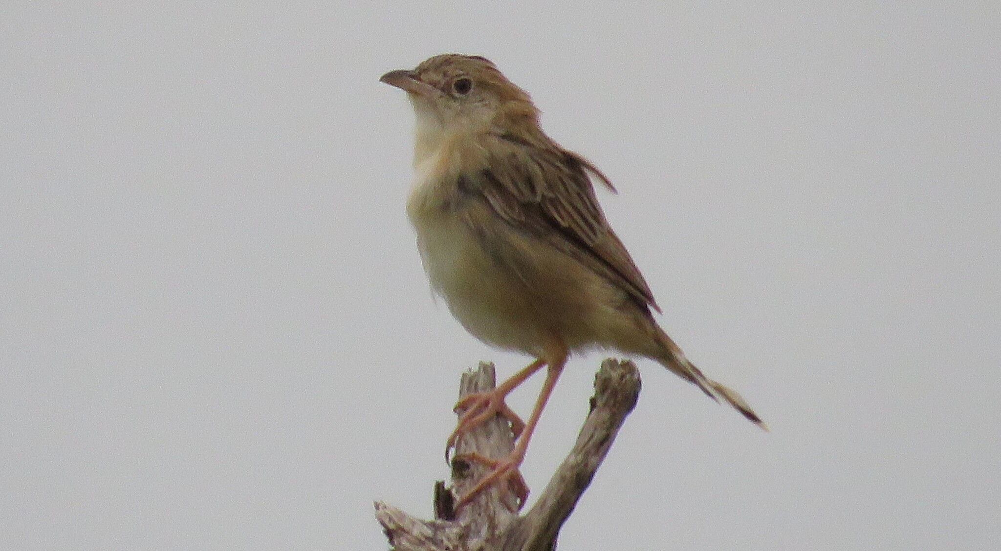 Croaking Cisticola (Cisticola natalensis), photo 4
