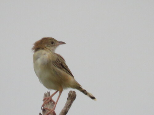 Croaking Cisticola (Cisticola natalensis), photo 3