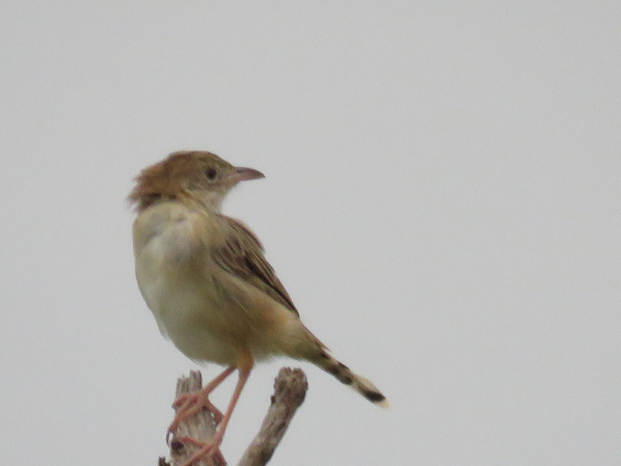 Croaking Cisticola (Cisticola natalensis), photo 3