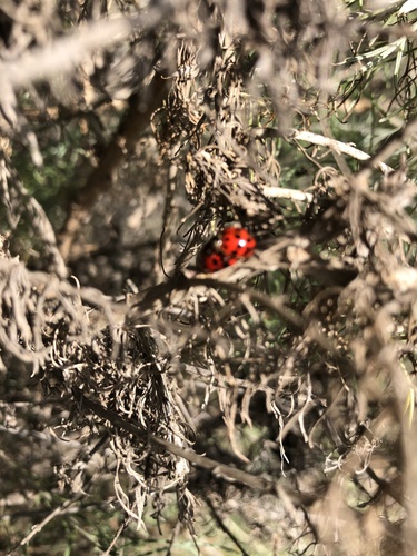 iNaturalist observation photo of Asian Lady Beetle