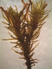 Orthotrichum tasmanicum