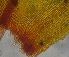Orthotrichum tasmanicum