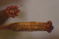 Orthotrichum tasmanicum