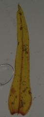 Orthotrichum tasmanicum