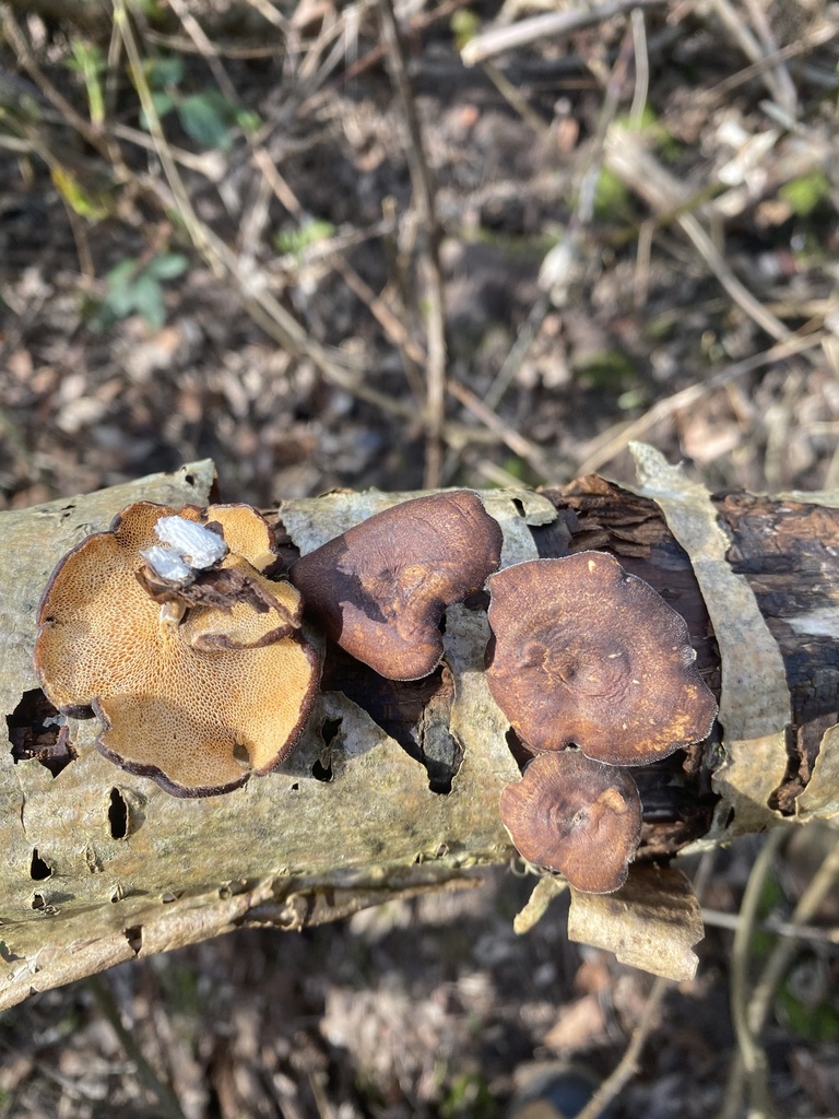 Lentinus brumalis · March 2026 · photo: © amanofcultures (iNaturalist, cc-by)