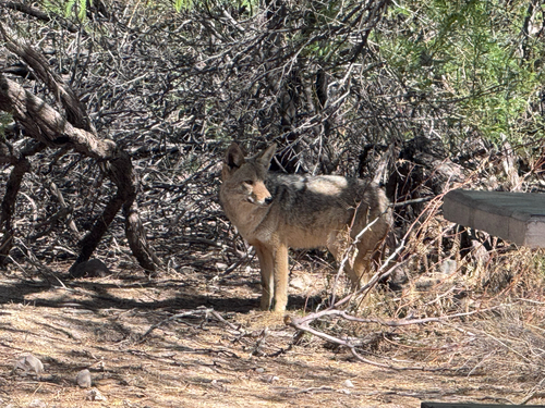 iNaturalist observation 2026-03-12