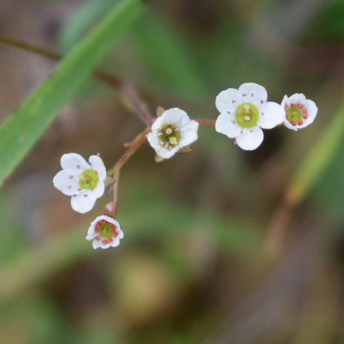 Micranthes californica