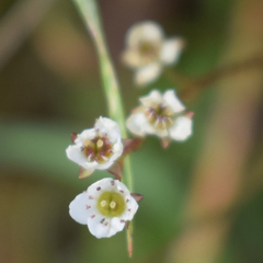author not stated, no rights reserved Micranthes californica, photograph author not stated, no rights reserved