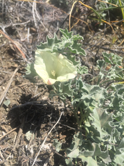 Calystegia collina venusta