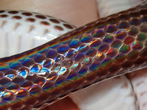 Asian Sunbeam Snake