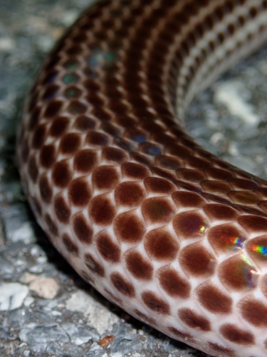 Asian Sunbeam Snake