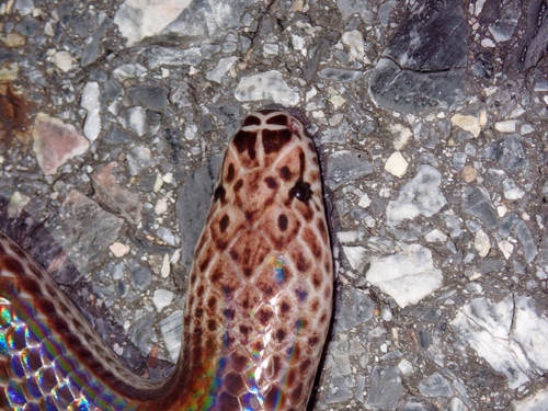 Asian Sunbeam Snake