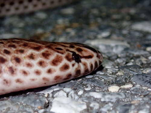 Asian Sunbeam Snake