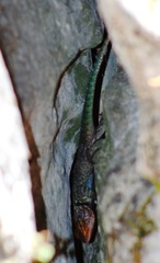 Sceloporus taeniocnemis
