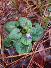 Viola walteri