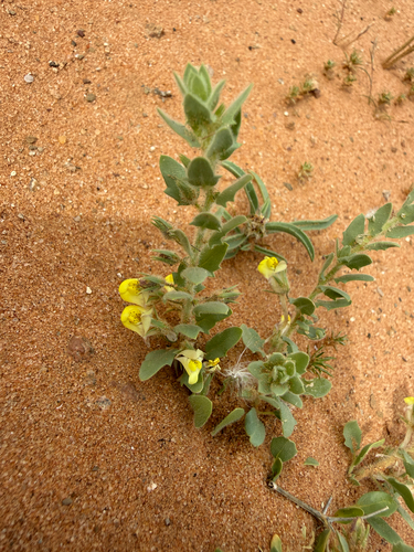Egyptian Toadflax (Kickxia aegyptiaca)
