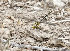 Phanogomphus militaris