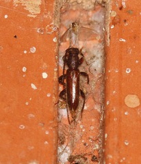 Geropa concolor