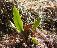 Epiphyllum oxypetalum