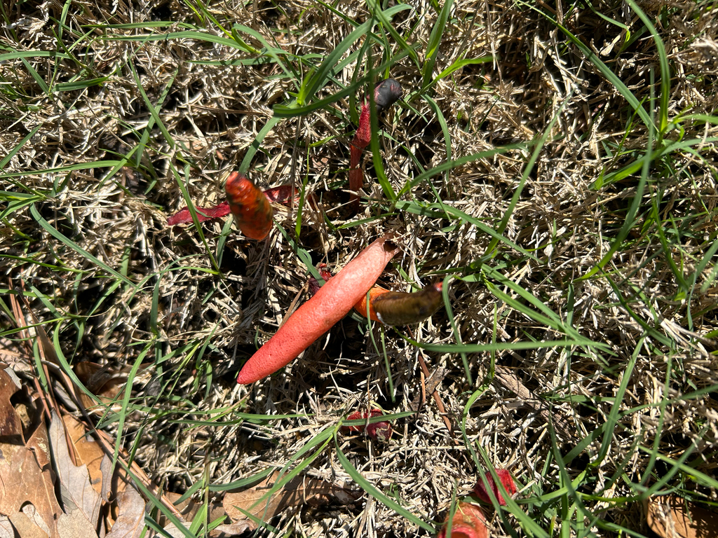 Mutinus elegans · March 2026 · photo: © loisdiggs (iNaturalist, cc0)