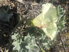 Calystegia collina venusta