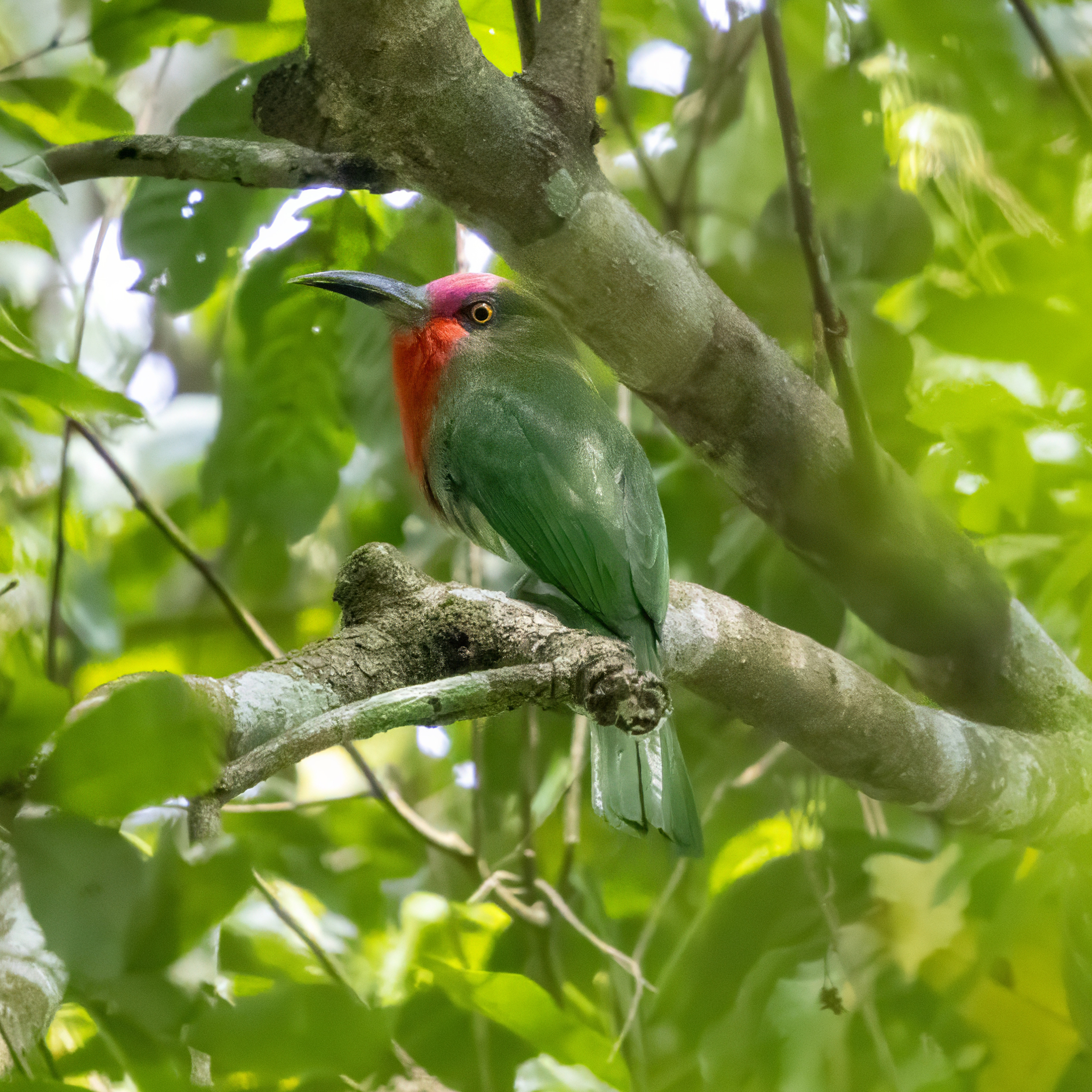Red-bearded Bee-eater (Nyctyornis amictus), photo 5