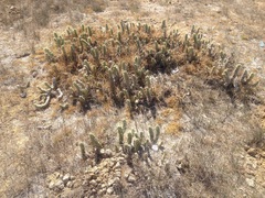 Austrocylindropuntia subulata