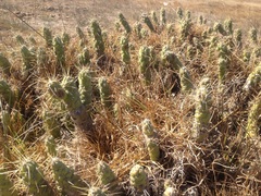Austrocylindropuntia subulata