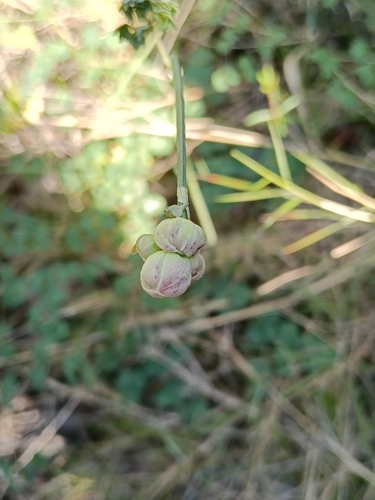 Tuberous Meadow-rue (Thalictrum tuberosum)