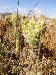Austrocylindropuntia subulata