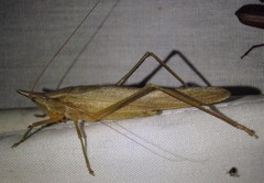 Neoconocephalus exiliscanorus