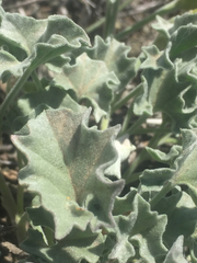 Calystegia collina venusta