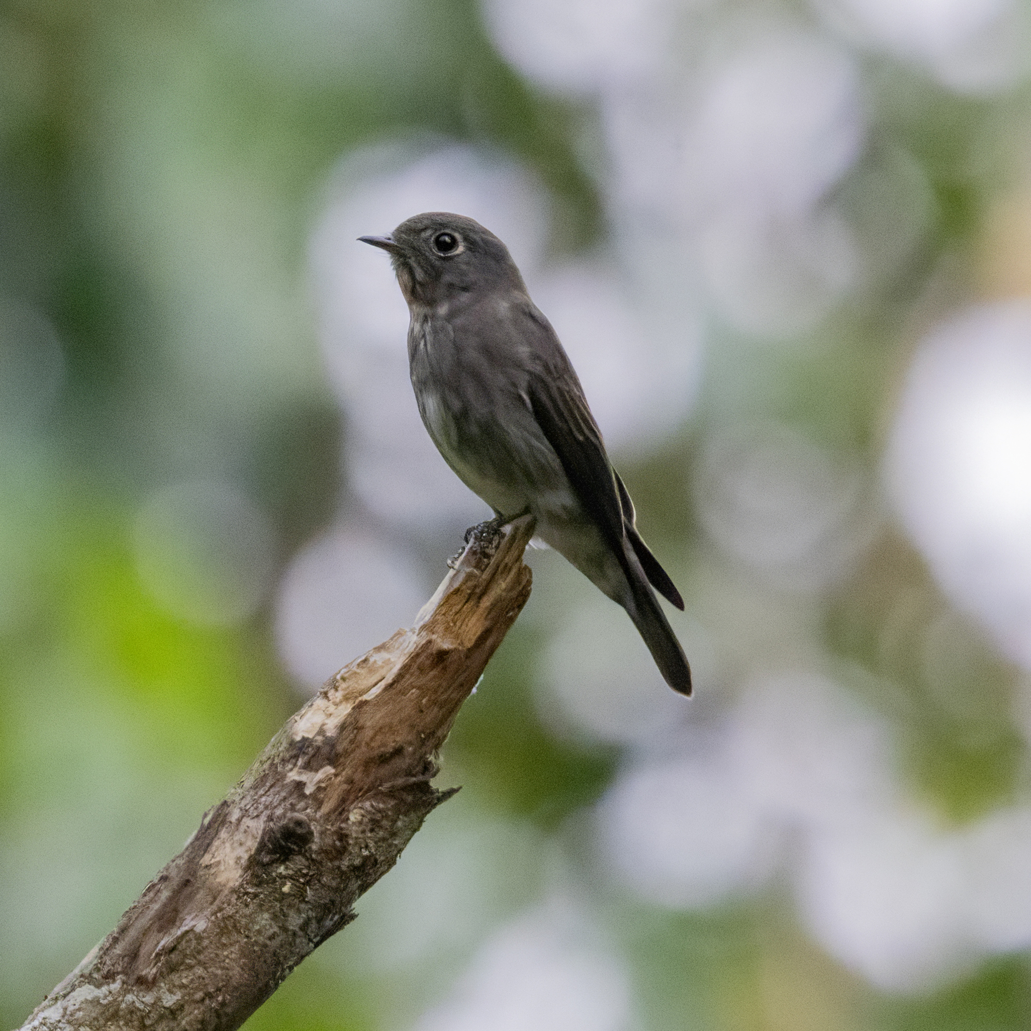 Dark-sided Flycatcher (Muscicapa sibirica), photo 7