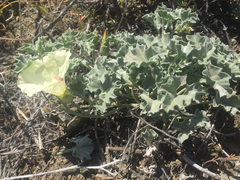 Calystegia collina venusta