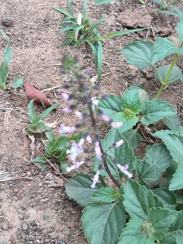 Thyme Java Tea (Orthosiphon thymiflorus)