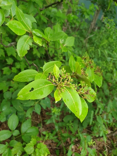 northern wild raisin (Viburnum cassinoides)